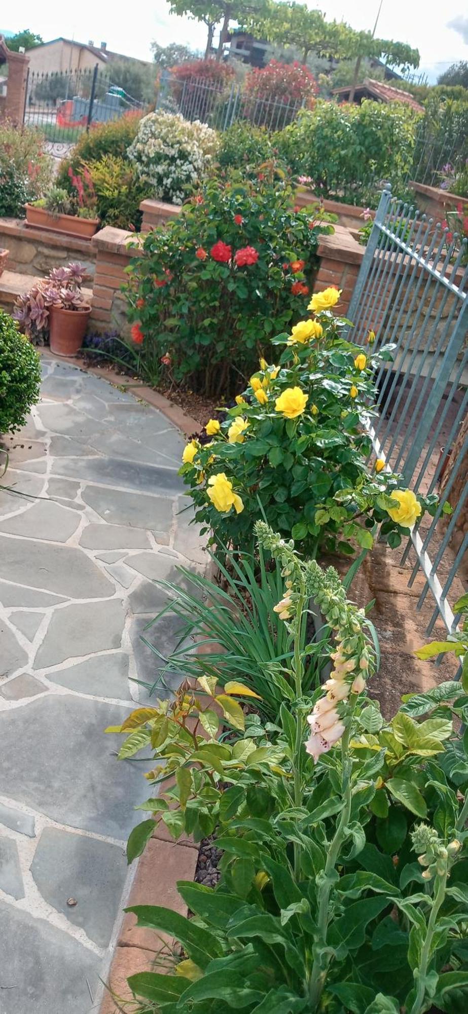Olivo Bonsai Hotel Passignano sul Trasimeno Exterior foto